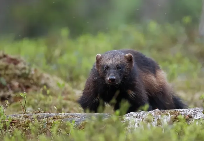 Gerahmter Druck : Wolverine, Gulo gulo Gerahmter Druck : Wolverine, Gulo gulo
