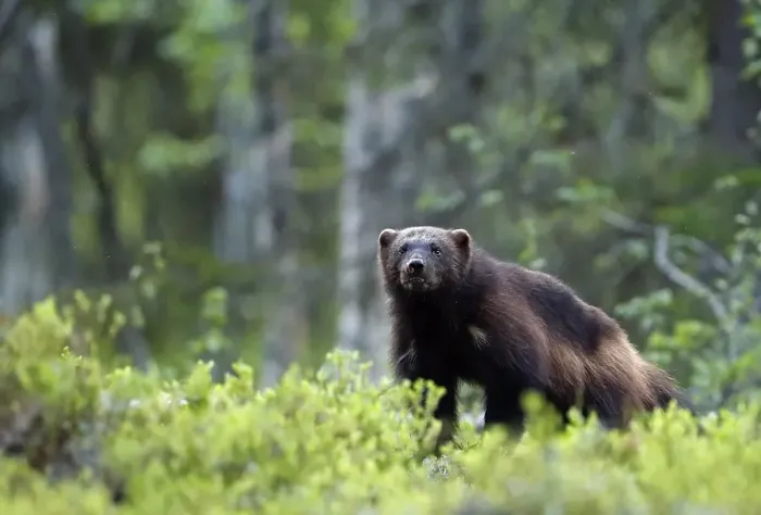 Gerahmter Druck : Wolverine, Gulo Gulo Gerahmter Druck : Wolverine, Gulo Gulo