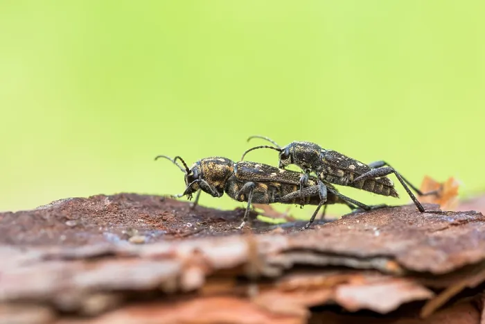 Gerahmter Druck : Xylotrechus rusticus