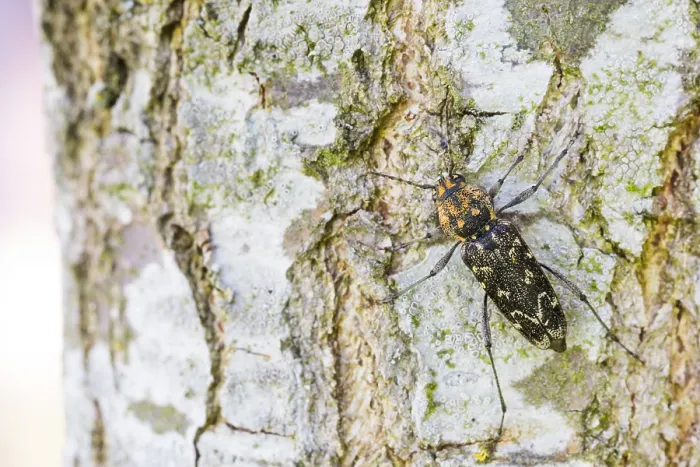 Gerahmter Druck : Xylotrechus rusticus Gerahmter Druck : Xylotrechus rusticus