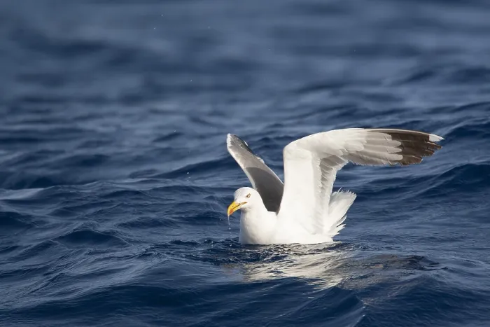 Gerahmter Druck : Mittelmeer-Flussseeschwalbe, Larus michahellis michahellis Gerahmter Druck : Mittelmeer-Flussseeschwalbe, Larus michahellis michahellis
