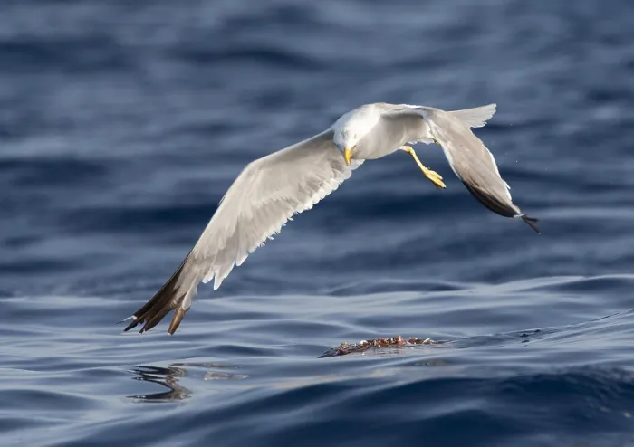 Gerahmter Druck : Mittelmeergässerl, Larus michahellis michahellis Gerahmter Druck : Mittelmeergässerl, Larus michahellis michahellis