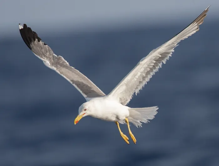 Gerahmter Druck : Mittelmeerschmätzer, Larus michahellis michahellis Gerahmter Druck : Mittelmeerschmätzer, Larus michahellis michahellis