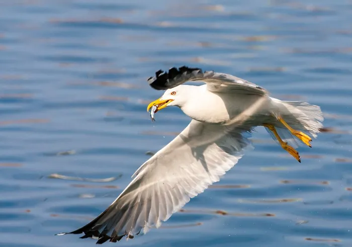 Gerahmter Druck : Mittelmeer-Seeschwalbe, Larus michahellis michahellis Gerahmter Druck : Mittelmeer-Seeschwalbe, Larus michahellis michahellis