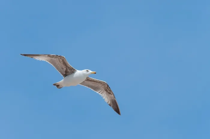 Gerahmter Druck : Mittelmeergeier, Larus michahellis michahellis Gerahmter Druck : Mittelmeergeier, Larus michahellis michahellis