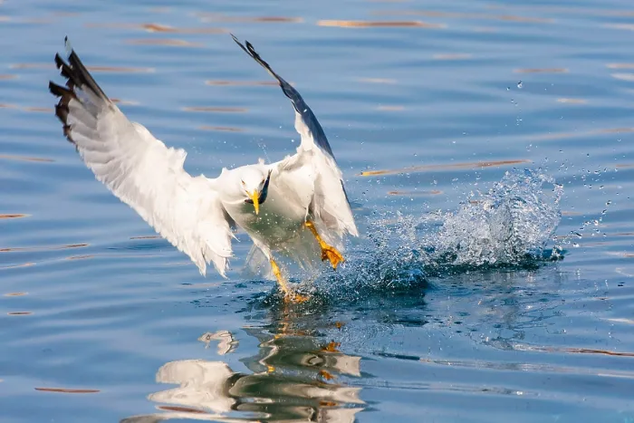 Gerahmter Druck : Mittelmeergeier, Larus michahellis michahellis Gerahmter Druck : Mittelmeergeier, Larus michahellis michahellis