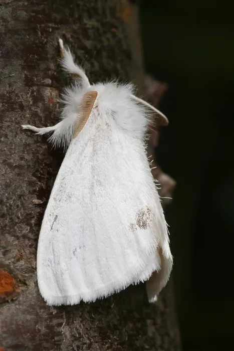 Gerahmter Druck : Saffransschwanz; Donsfalter; Euproctis similis Gerahmter Druck : Saffransschwanz; Donsfalter; Euproctis similis