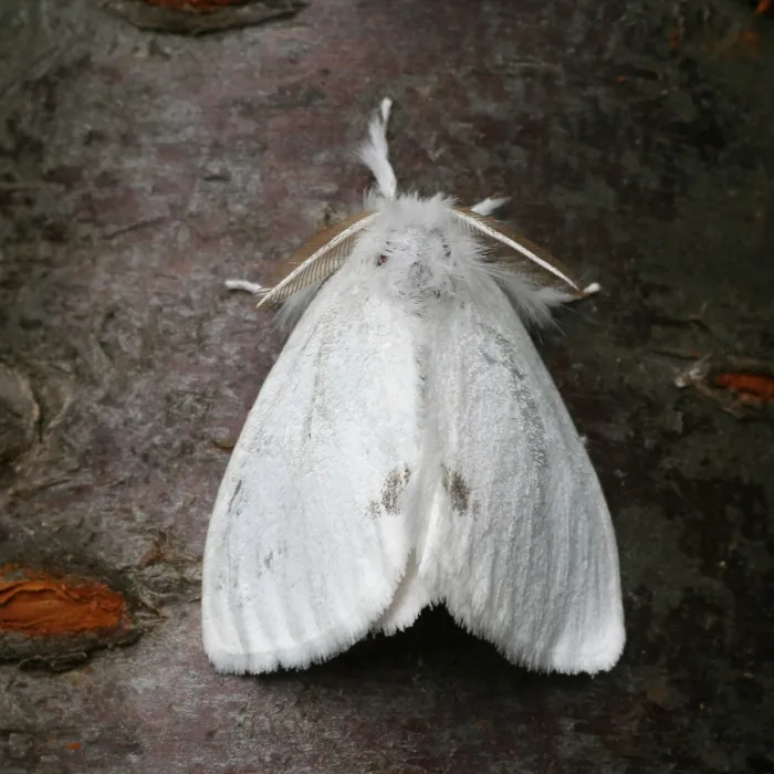 Gerahmter Druck : Gelbflossen-Schwanz; Donsfalter; Euproctis similis