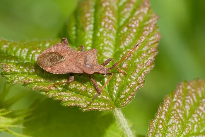Gerahmter Druck : Zuringwants, Dock Bug, Coreus marginatus Gerahmter Druck : Zuringwants, Dock Bug, Coreus marginatus