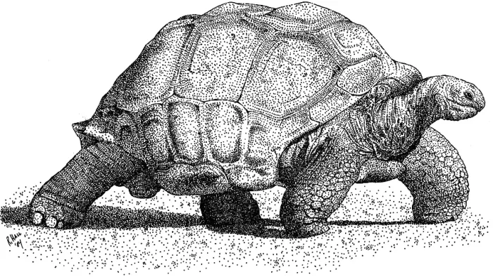 Gerahmter Druck : Aldabra-Tortoise Gerahmter Druck : Aldabra-Tortoise