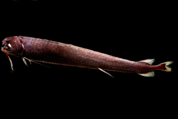 Gerahmter Druck : Fadenflossiger Drachenfisch Gerahmter Druck : Fadenflossiger Drachenfisch