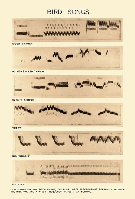 Gerahmter Druck : Spectrogramm von Vogelgesängen