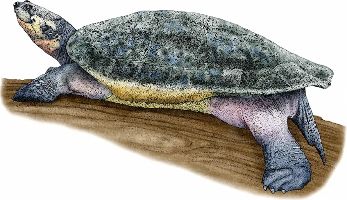 Gerahmter Druck : Fluss- Arrau-Schildkröte Gerahmter Druck : Fluss- Arrau-Schildkröte
