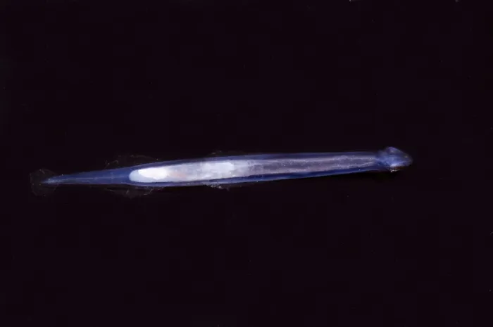 Gerahmter Druck : Pfeilwurm. Diese Pfeilwurm, Chaetognatha, wurde 2007 in Monterey