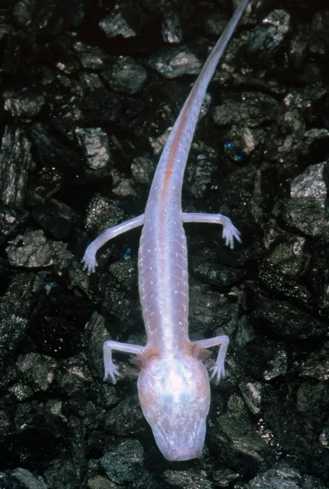 Gerahmter Druck : Austin-Blind-Salamander Gerahmter Druck : Austin-Blind-Salamander