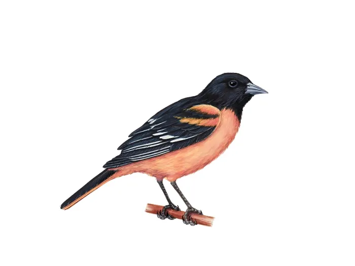 Gerahmter Druck : Baltimore Oriole Gerahmter Druck : Baltimore Oriole