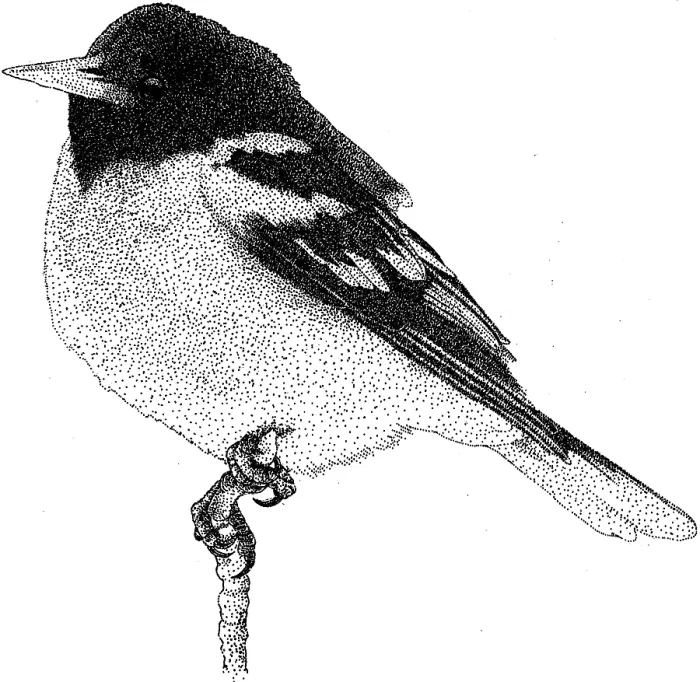 Gerahmter Druck : Baltimore Oriole Gerahmter Druck : Baltimore Oriole