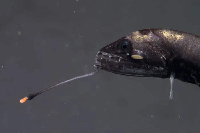 Gerahmter Druck : Barbeled Dragonfish Gerahmter Druck : Barbeled Dragonfish