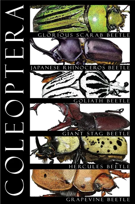 Gerahmter Druck : Käfer, Poster. Gerahmter Druck : Käfer, Poster.