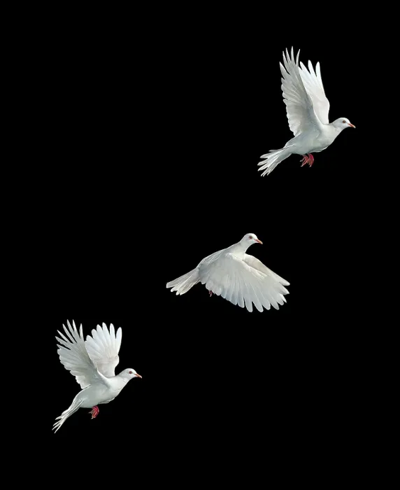 Gerahmter Druck : Weißer Java-Taube in Flug. Gerahmter Druck : Weißer Java-Taube in Flug.