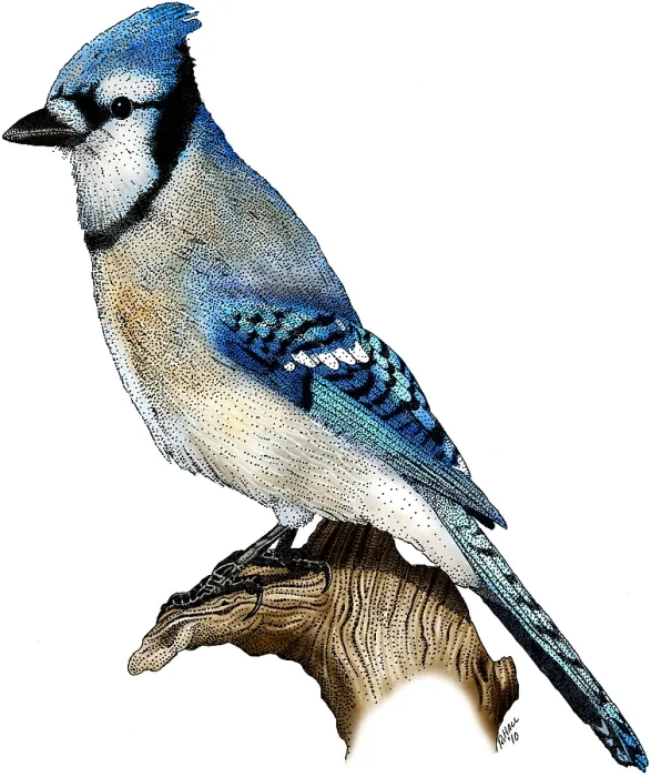 Gerahmter Druck : Blauer Geier Gerahmter Druck : Blauer Geier