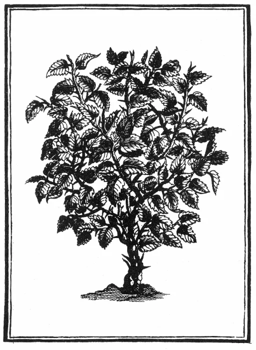 Gerahmter Druck : BQ2310. Myrrh Gerahmter Druck : BQ2310. Myrrh