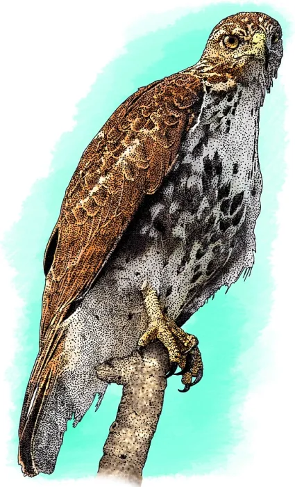 Gerahmter Druck : Breitschwingenhäher Gerahmter Druck : Breitschwingenhäher