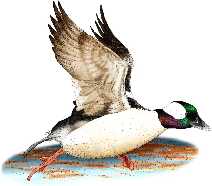 Gerahmter Druck : Bufflehead-Drake Gerahmter Druck : Bufflehead-Drake