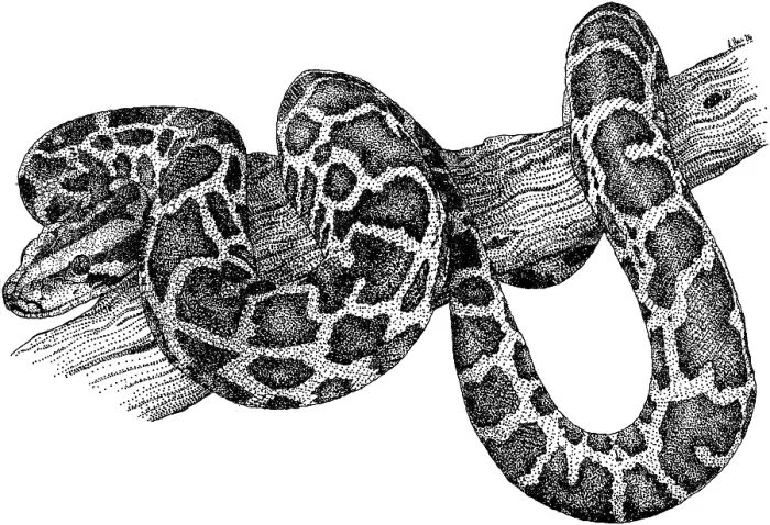 Gerahmter Druck : Burmese Python