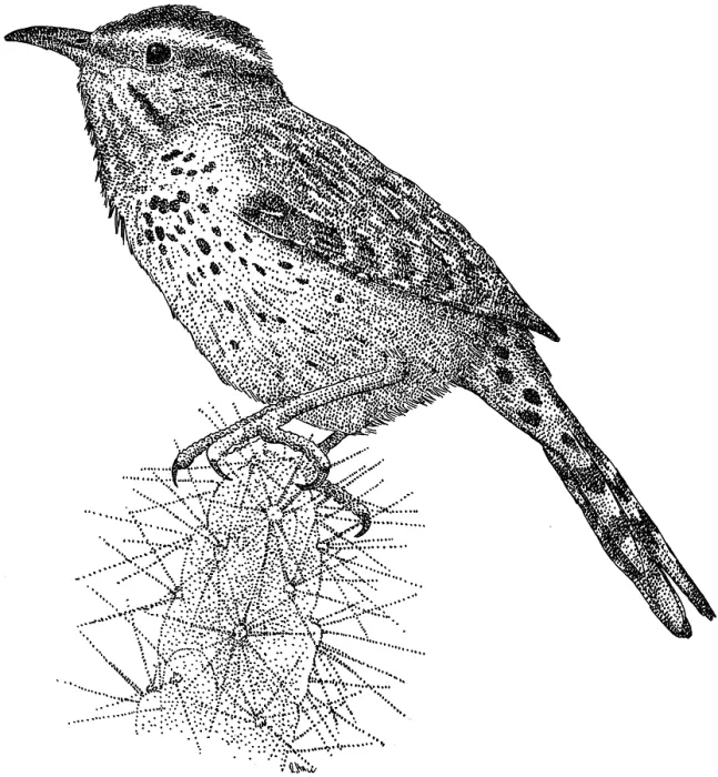Gerahmter Druck : Cactus-Wren Gerahmter Druck : Cactus-Wren