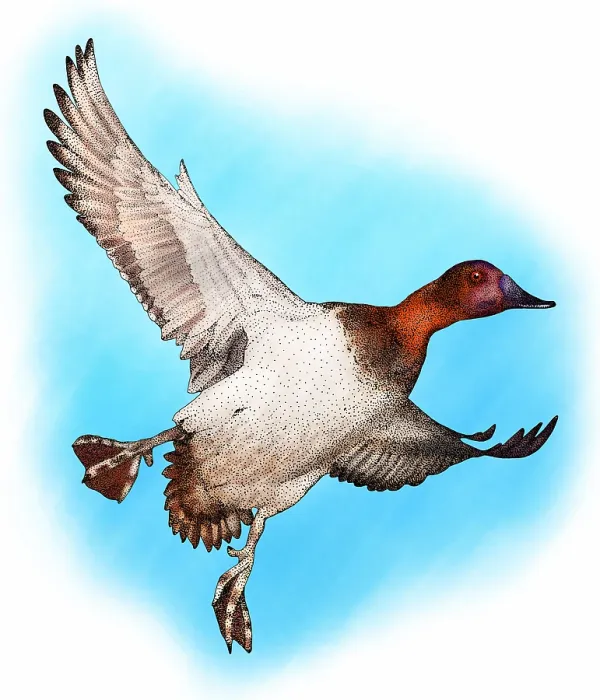 Gerahmter Druck : Kanadente. Kanadagänse (Aythya valisineria) in Flug. Zeichnung