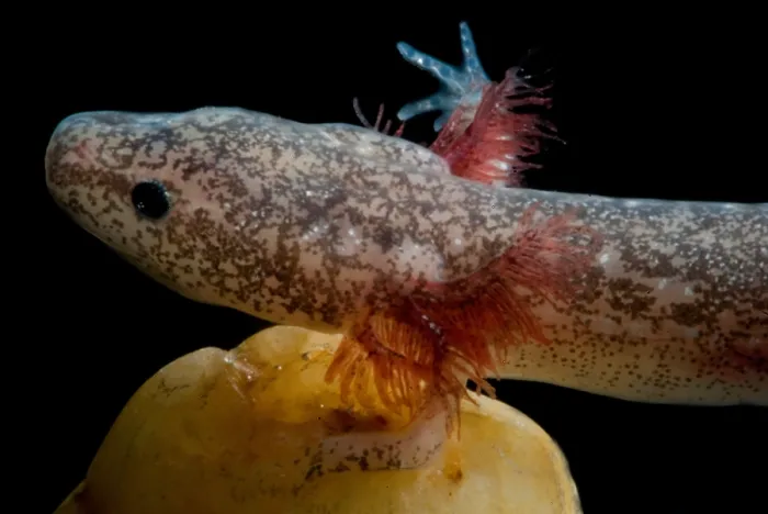 Gerahmter Druck : Cascades-Höhlen-Salamander Gerahmter Druck : Cascades-Höhlen-Salamander