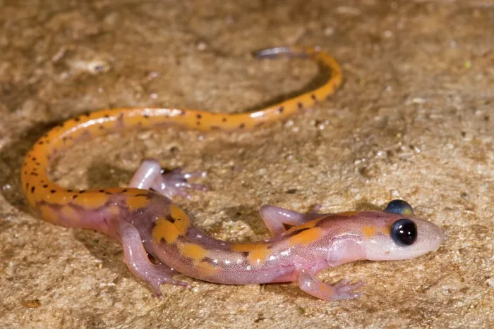 Gerahmter Druck : Felsensalamander, Eurycea lucifuga Gerahmter Druck : Felsensalamander, Eurycea lucifuga