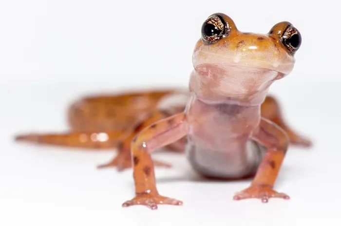Gerahmter Druck : Felsensalamander, Eurycea lucifuga Gerahmter Druck : Felsensalamander, Eurycea lucifuga