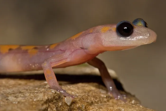 Gerahmter Druck : Felsensalamander, Eurycea lucifuga Gerahmter Druck : Felsensalamander, Eurycea lucifuga