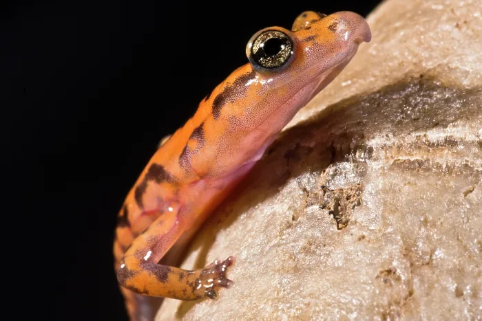 Gerahmter Druck : Felsensalamander, Eurycea lucifuga Gerahmter Druck : Felsensalamander, Eurycea lucifuga