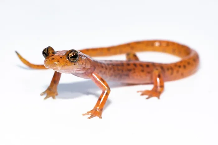 Gerahmter Druck : Felsensalamander, Eurycea lucifuga Gerahmter Druck : Felsensalamander, Eurycea lucifuga