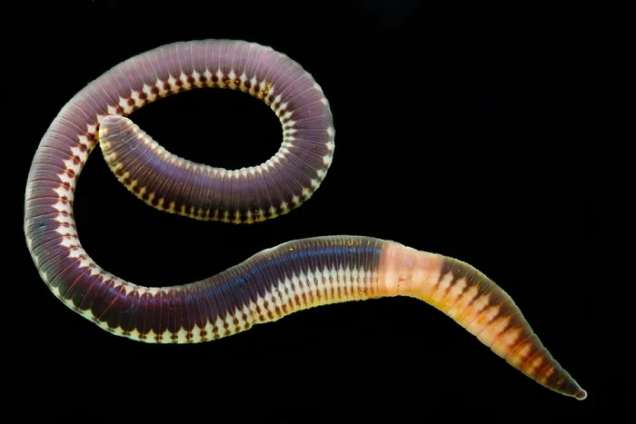 Gerahmter Druck : Chilenischer Regenwurm