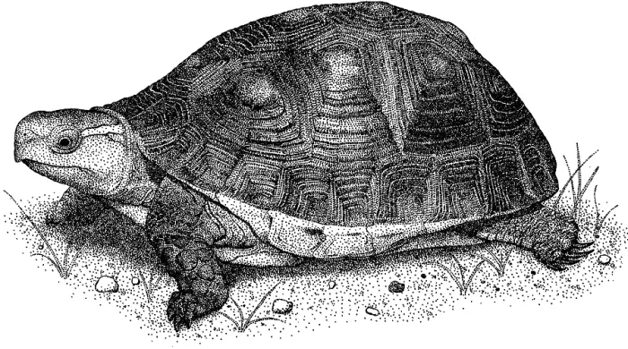 Gerahmter Druck : Chinesischer Schließer-Schildkröte Gerahmter Druck : Chinesischer Schließer-Schildkröte