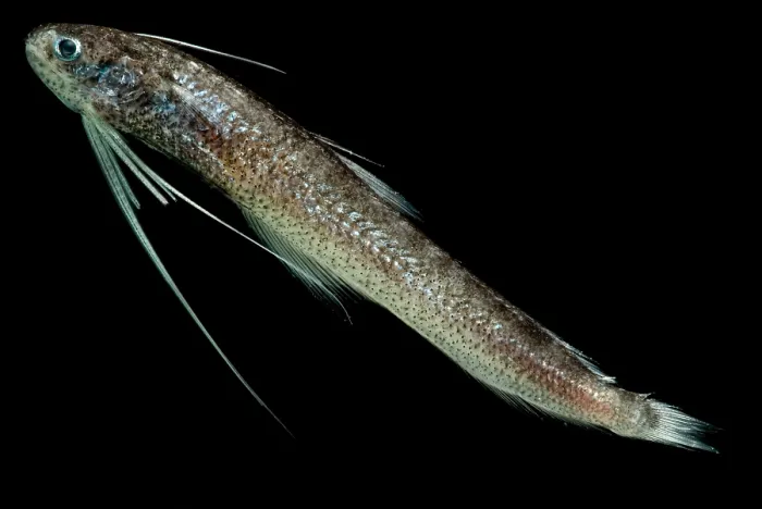 Gerahmter Druck : Codlet. Kodletten können bis zu 2000 Meter Tiefe gefunden werden Gerahmter Druck : Codlet. Kodletten können bis zu 2000 Meter Tiefe gefunden werden
