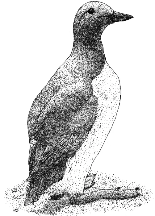 Gerahmter Druck : Common Murre Gerahmter Druck : Common Murre