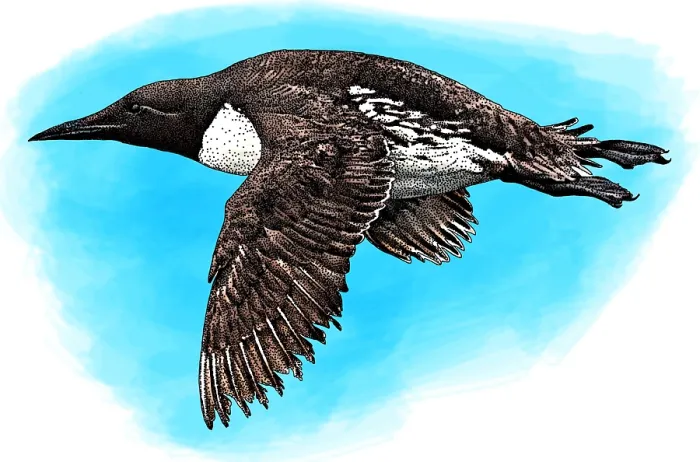 Gerahmter Druck : Common Murre Gerahmter Druck : Common Murre