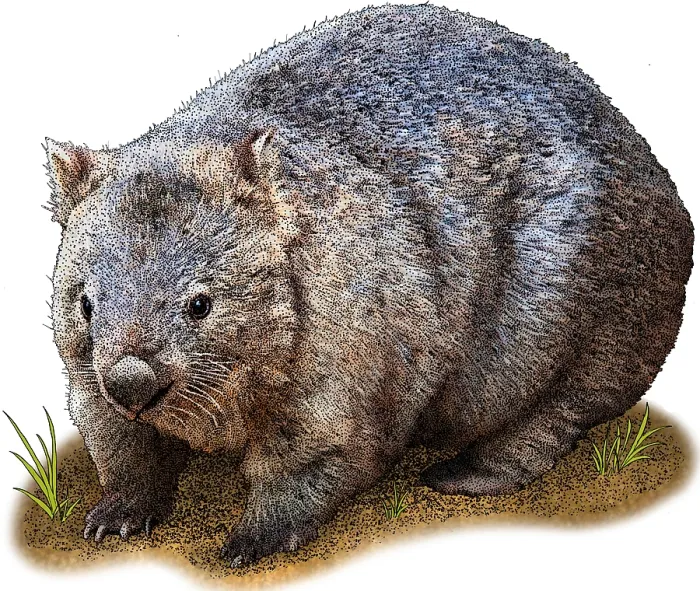 Gerahmter Druck : Gemeiner Wombat Gerahmter Druck : Gemeiner Wombat