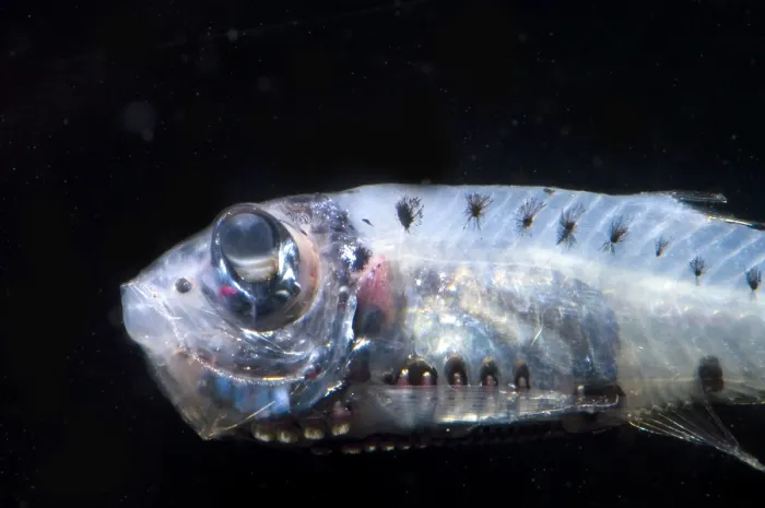 Gerahmter Druck : Constellationfish Gerahmter Druck : Constellationfish
