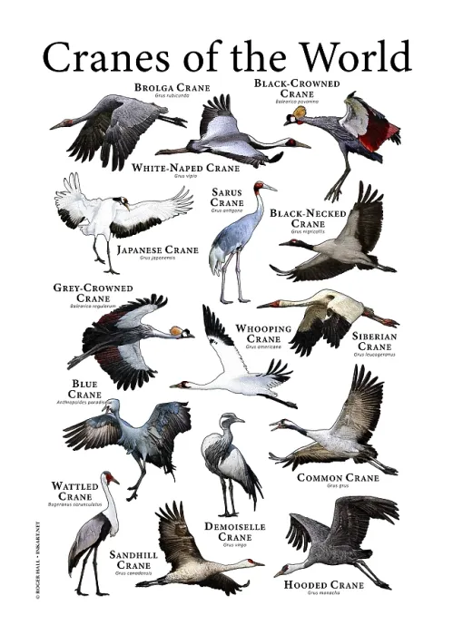 Gerahmter Druck : Vogelkrähen der Welt Gerahmter Druck : Vogelkrähen der Welt
