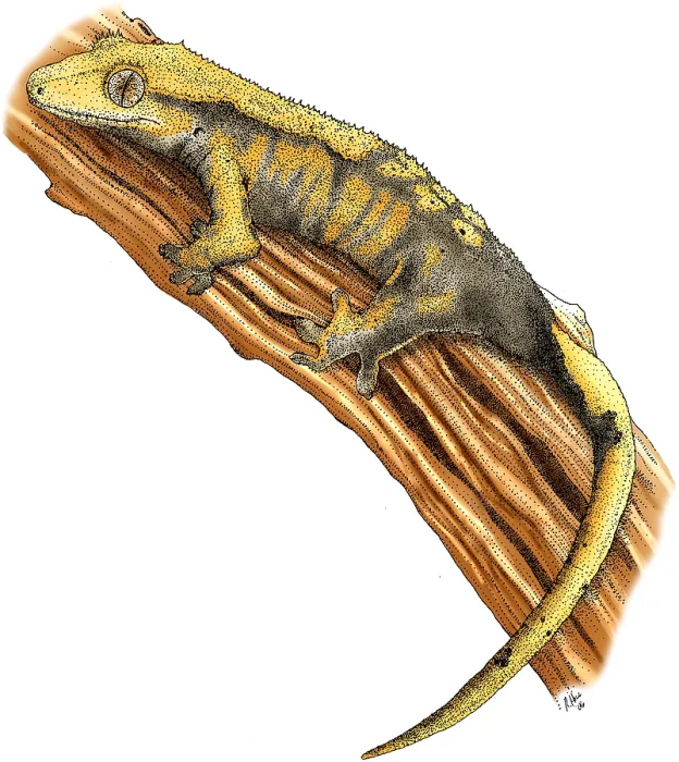 Gerahmter Druck : Kammgecko. Farbige Federzeichnung eines Tintenpinsels von einem Crested Gecko Gerahmter Druck : Kammgecko. Farbige Federzeichnung eines Tintenpinsels von einem Crested Gecko