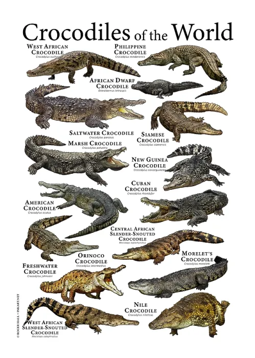 Gerahmter Druck : Krokodile der Welt Gerahmter Druck : Krokodile der Welt
