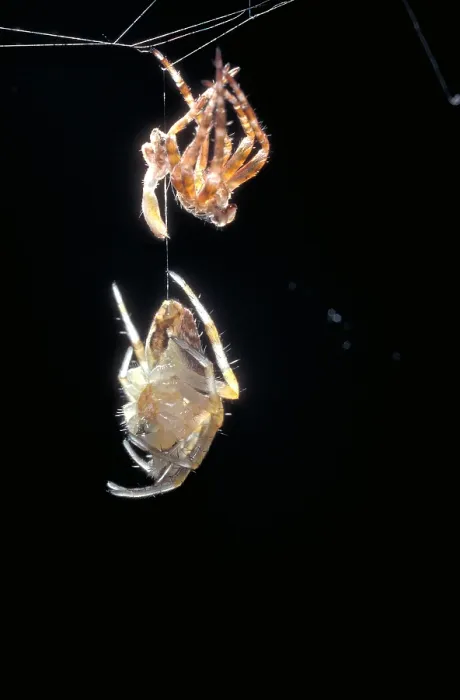 Gerahmter Druck : Kreuzspinne