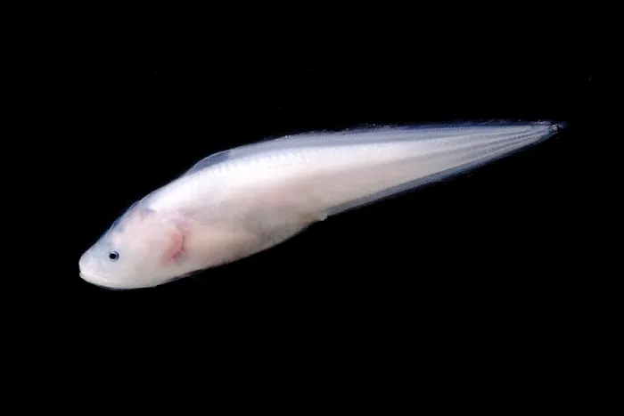 Gerahmter Druck : Kusk-Eel (Luciobrotula corethromycter)