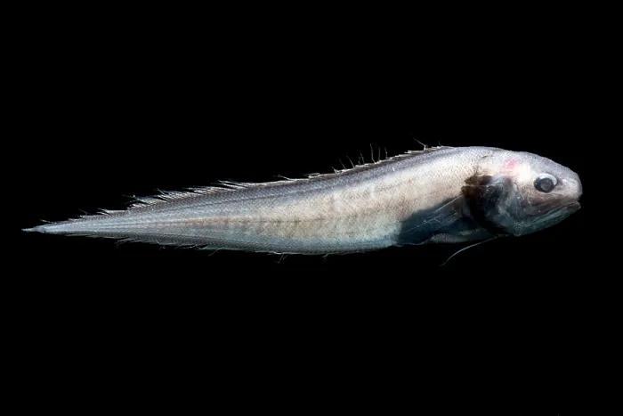 Gerahmter Druck : Kusk Eel (Monomitopus agassizii) Gerahmter Druck : Kusk Eel (Monomitopus agassizii)